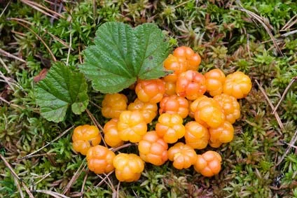 Kullankeltaista lakkaa suolla