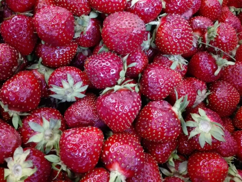 Mansikoita mehustettavaksi